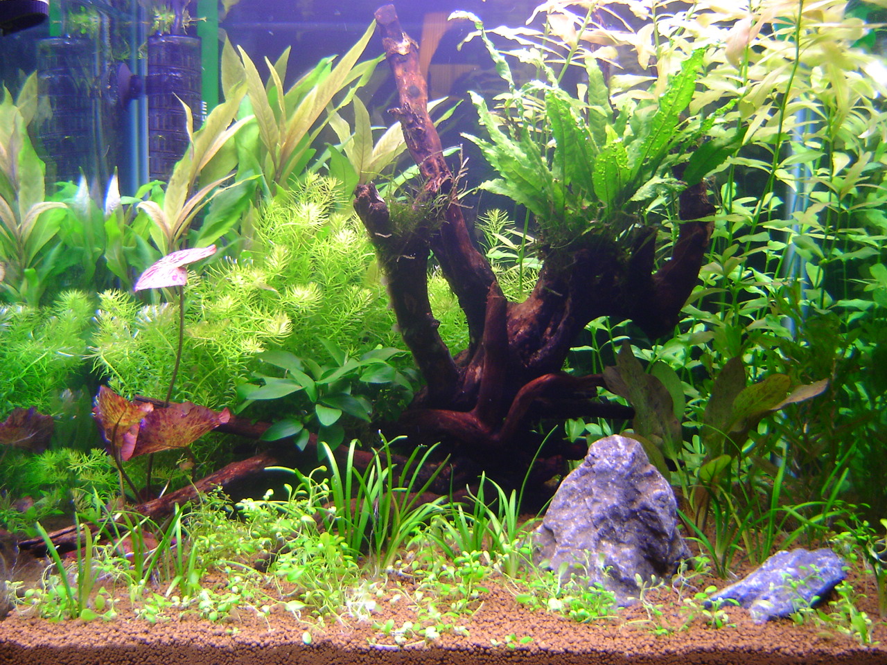 Freshwater store planted aquarium