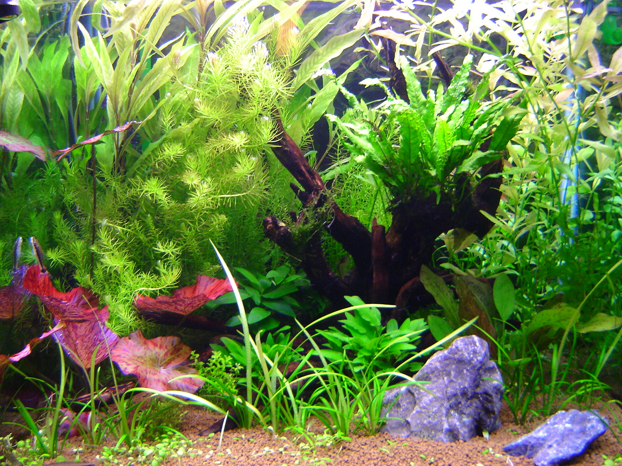 Freshwater best sale planted aquarium