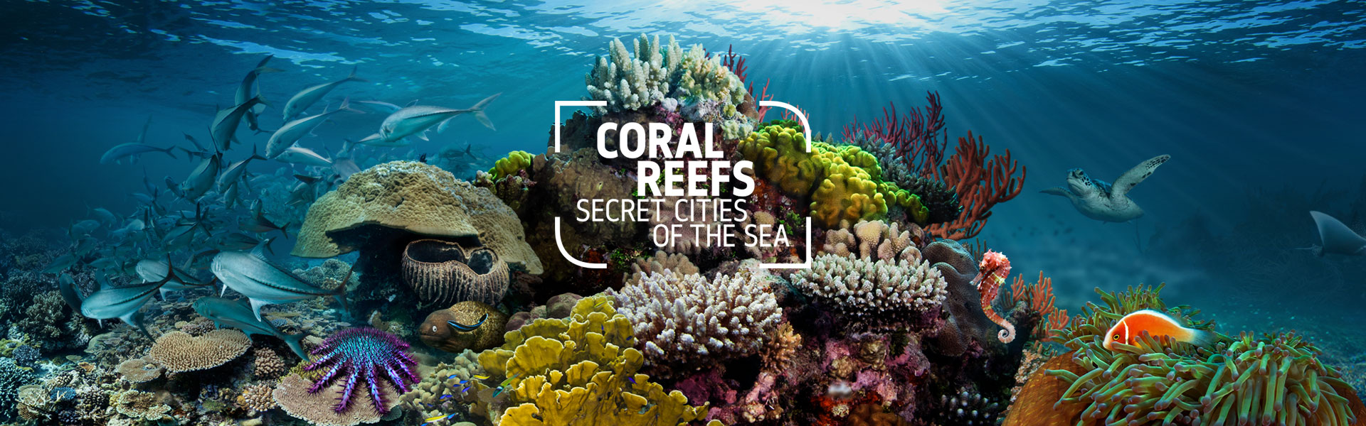 Natural History Museum Reveals Secret Cities Of The Sea