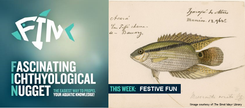 festive-cichlid-1419432866.png