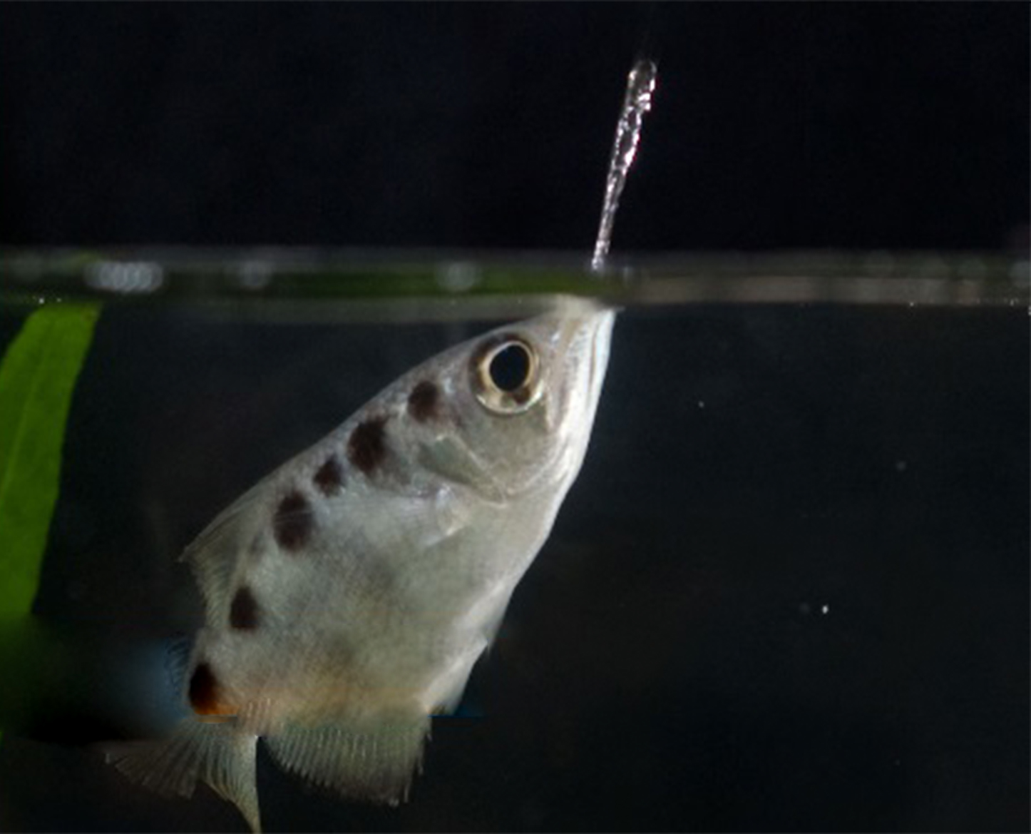 fin-archerfish-1470390414.jpg