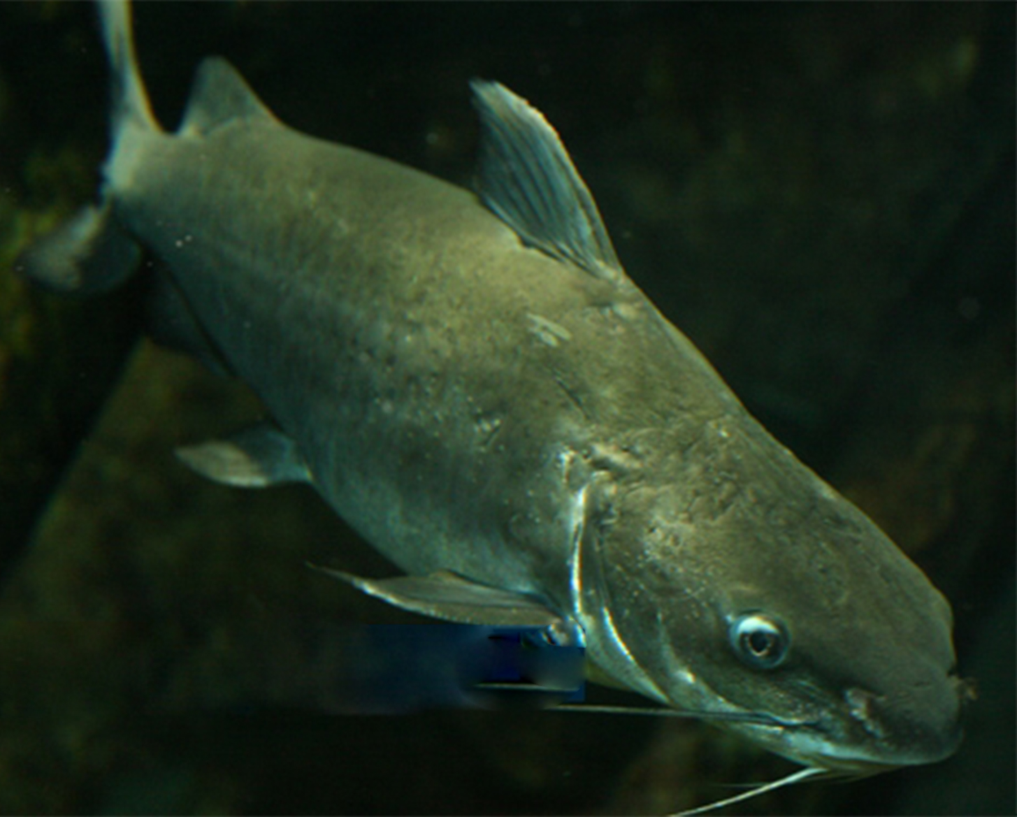 fin-australian-catfish-1472207808.jpg