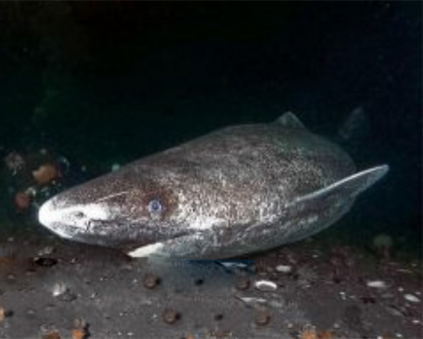 fin-greenland-shark-1471598831.jpg