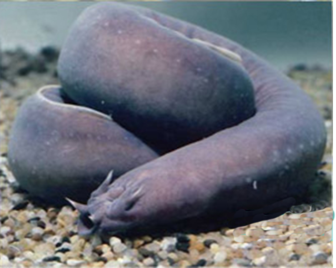 The Hagfish