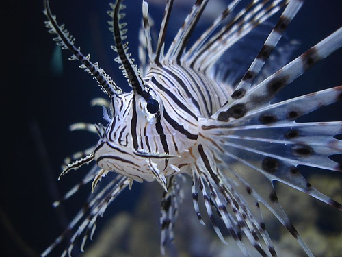 lionfish.jpg&w=470&zc=1