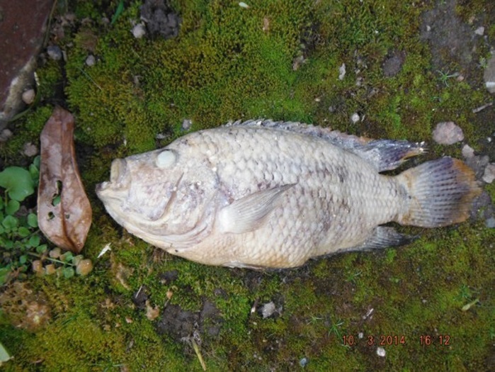 tilapia-1397113105.jpg&w=470&zc=1