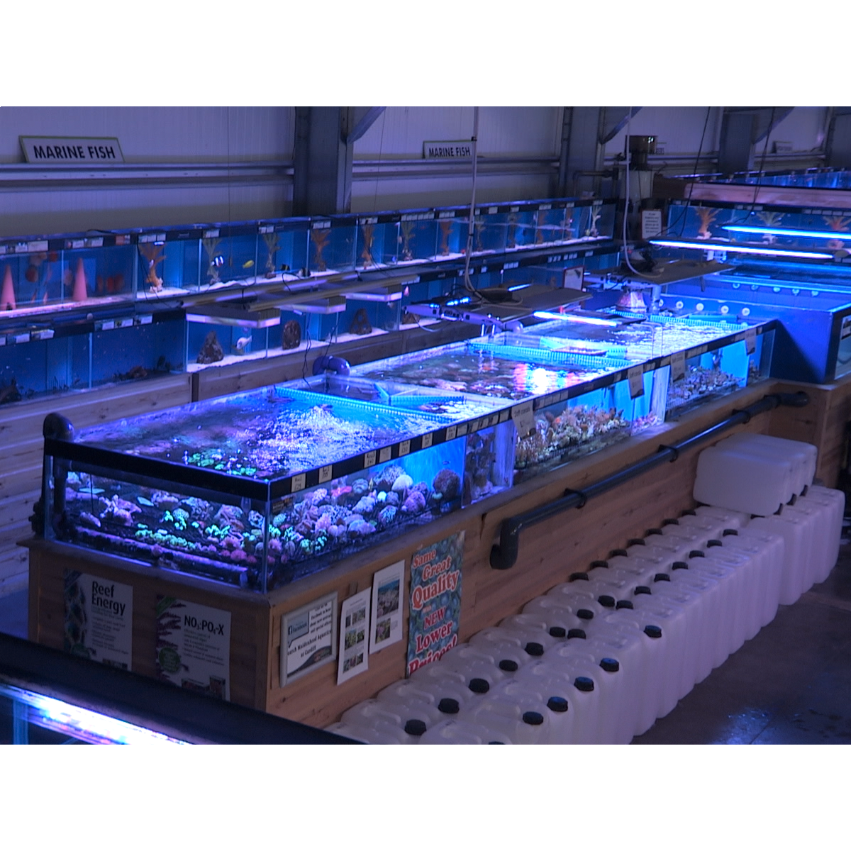 Marine fish sale store