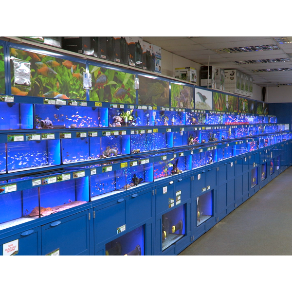 Fish aquarium outlet store