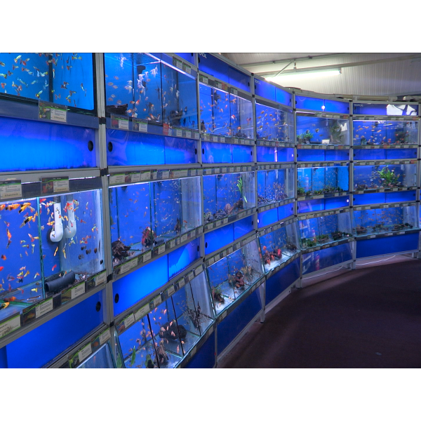 Fish tank outlet pet shop