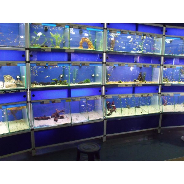 Fish pet hotsell shop near me