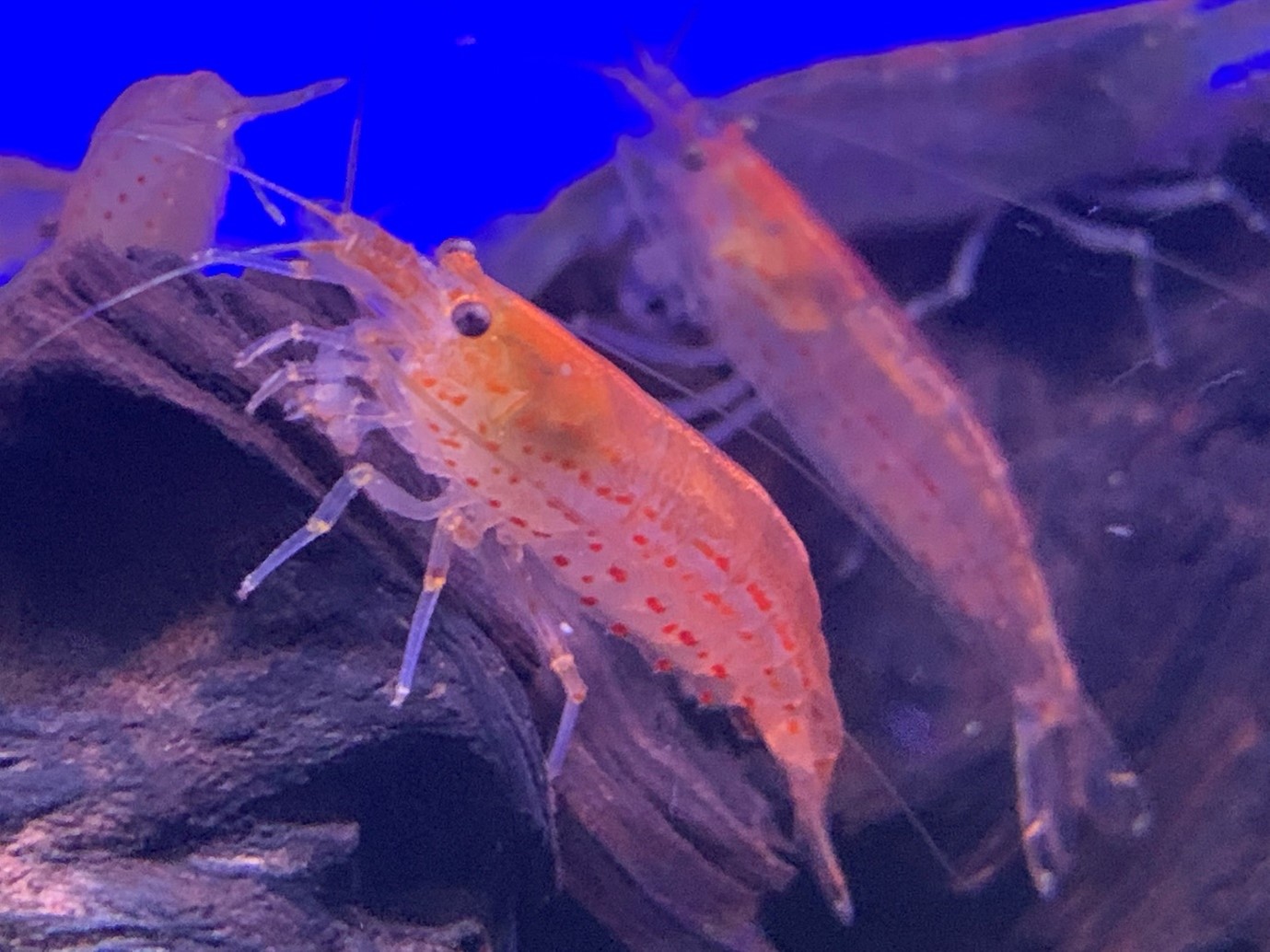 Amano shrimp