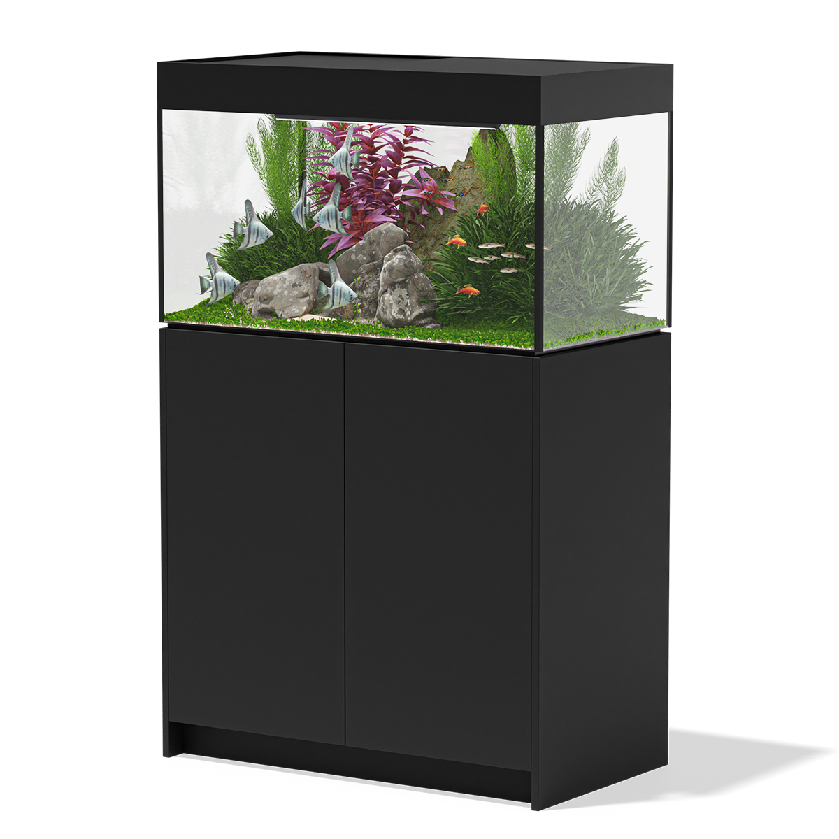 Freshwater 2024 cube aquarium